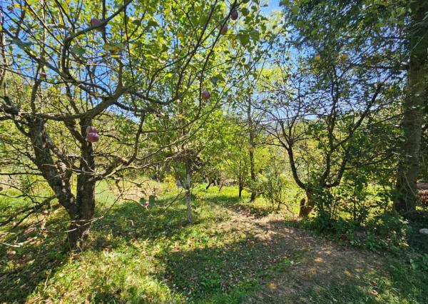 Záhrada v kúpeľnom meste Trenčianske Teplice 