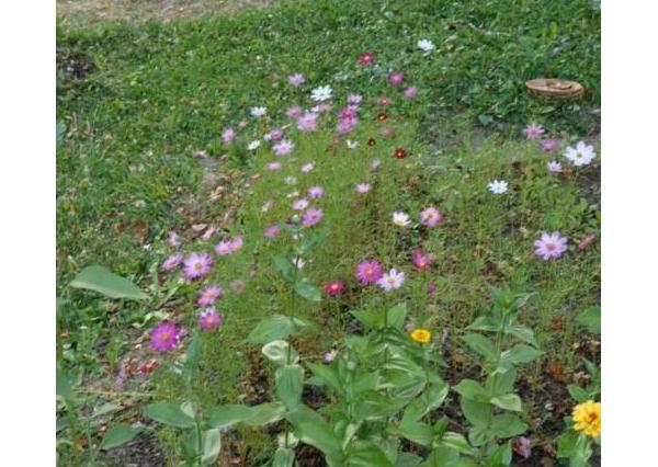 Predaj záhrady, Sady pod Dedovcom, Žliabok , Trenčianske Teplice 
