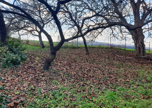 Na predaj záhrada o výmere 784 m2 - Nové Mesto n/V