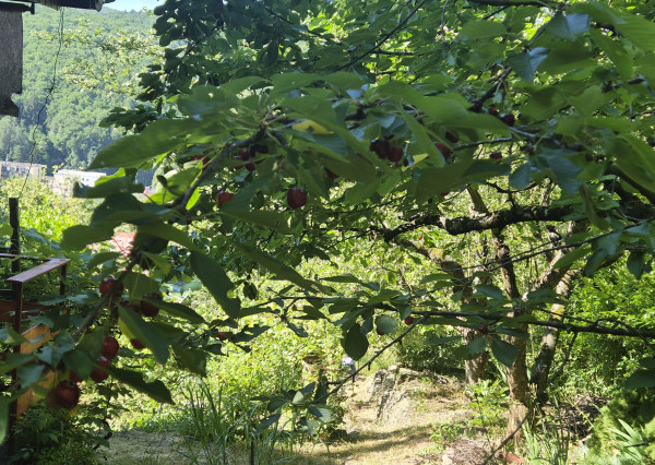 Záhradná chatka Trenčianske Teplice, pozemok 279m2