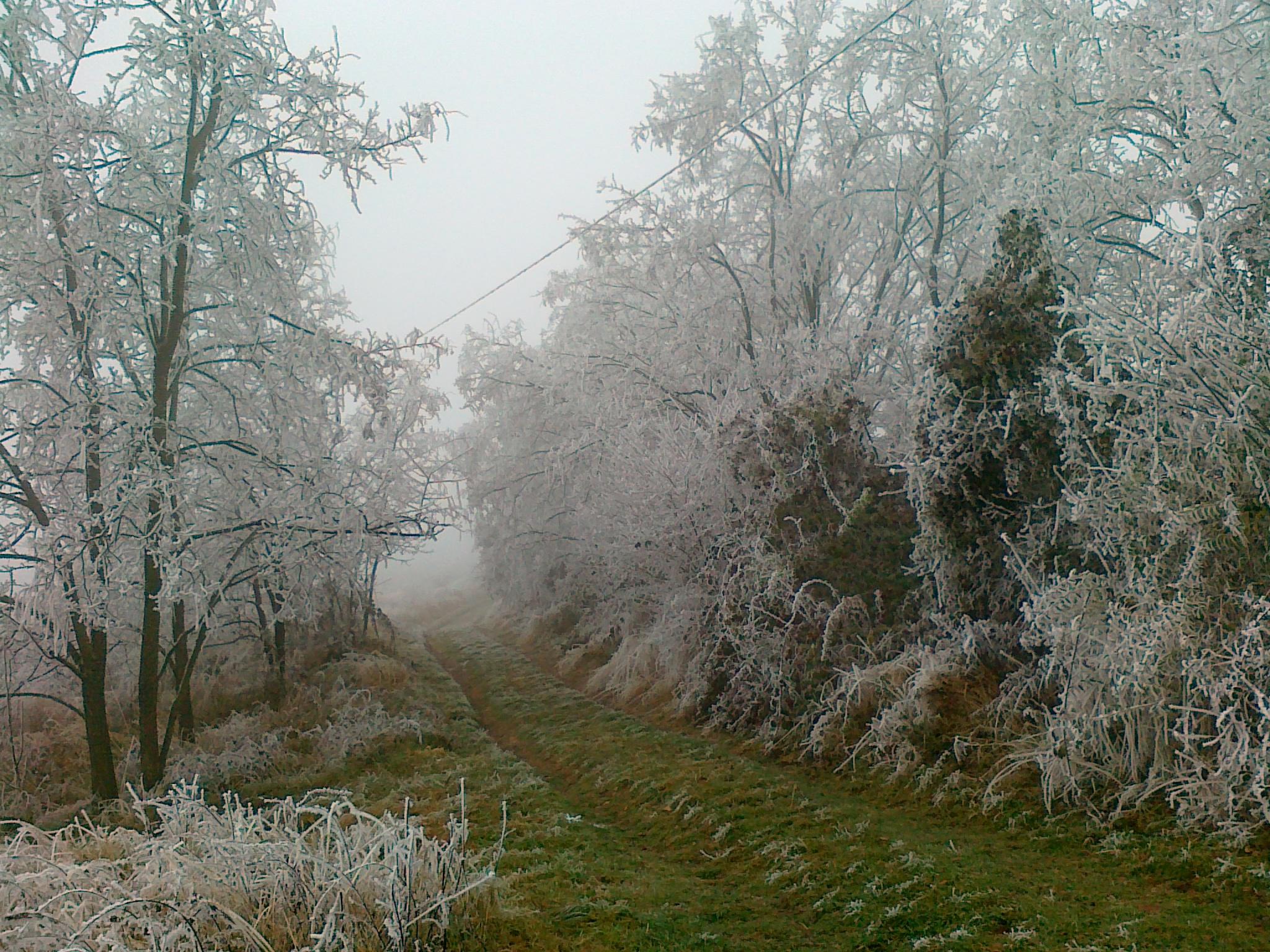 Na predaj Pozemok Oščadnica, Veľká Rača 1229 m2